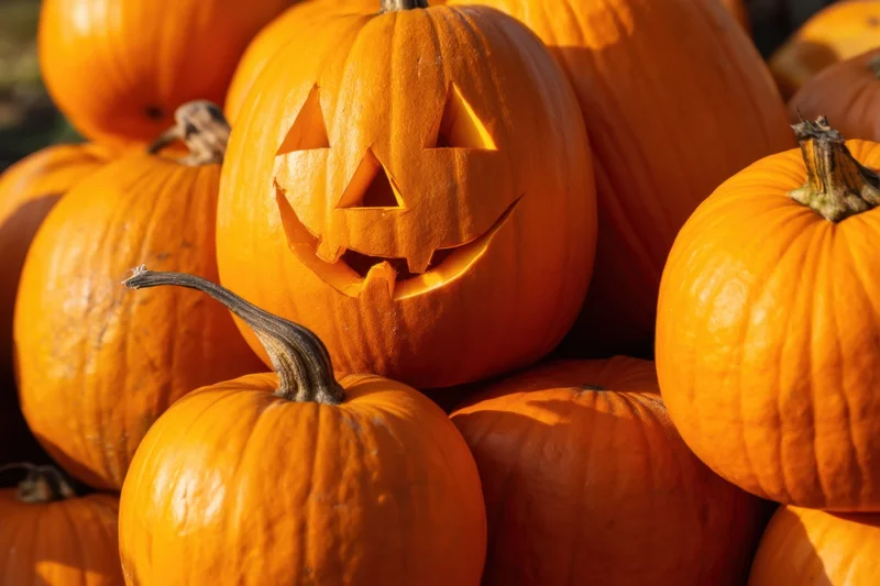Carved pumpkin with triangular eyes and grin among a pile of orange pumpkins outdoors