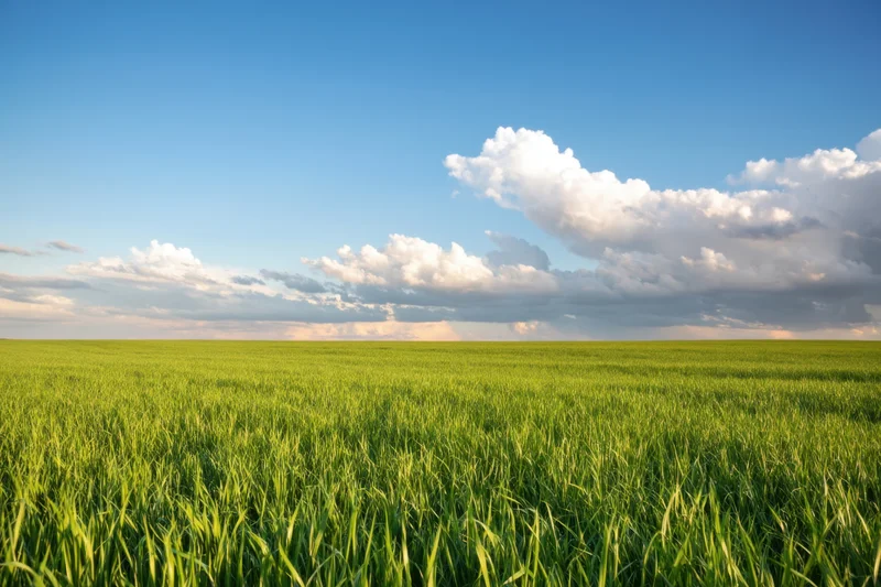 Sunlit green field stretching to the horizon under a blue sky with scattered clouds