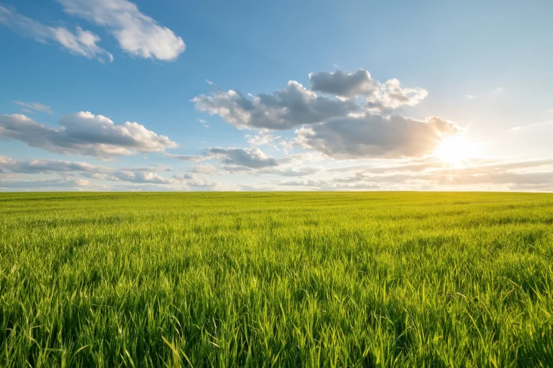 Sunlit green field stretching to the horizon under a blue sky with scattered clouds