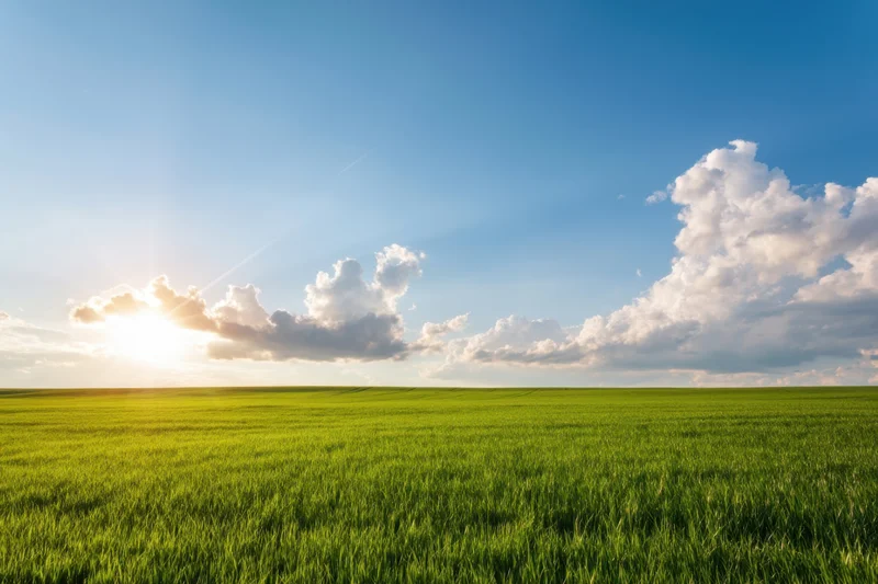 Sunlit green field stretching to the horizon under a clear blue sky with scattered clouds