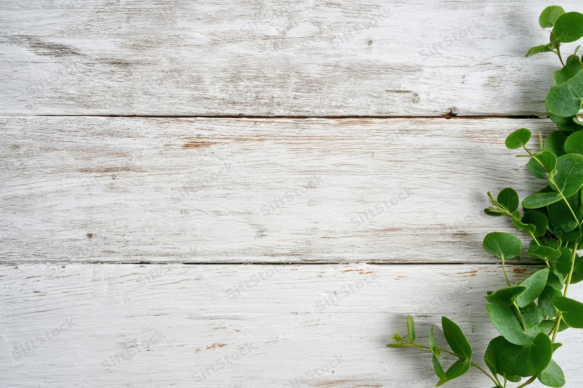 Whitewashed wooden surface with weathered horizontal planks and green eucalyptus sprig on right side