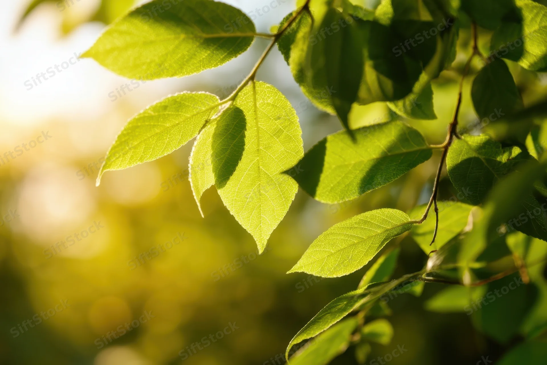 Sunlit green leaves on a branch in a natural outdoor setting