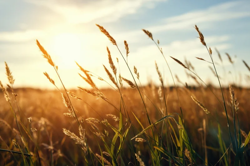 Tall grasses in a sunlit field at golden hour