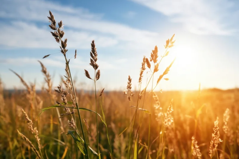 Tall grasses in a sunlit field with blue sky and golden light