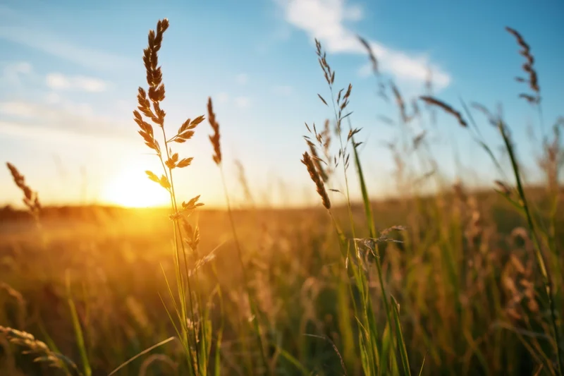 Tall grasses in a sunlit field at sunset