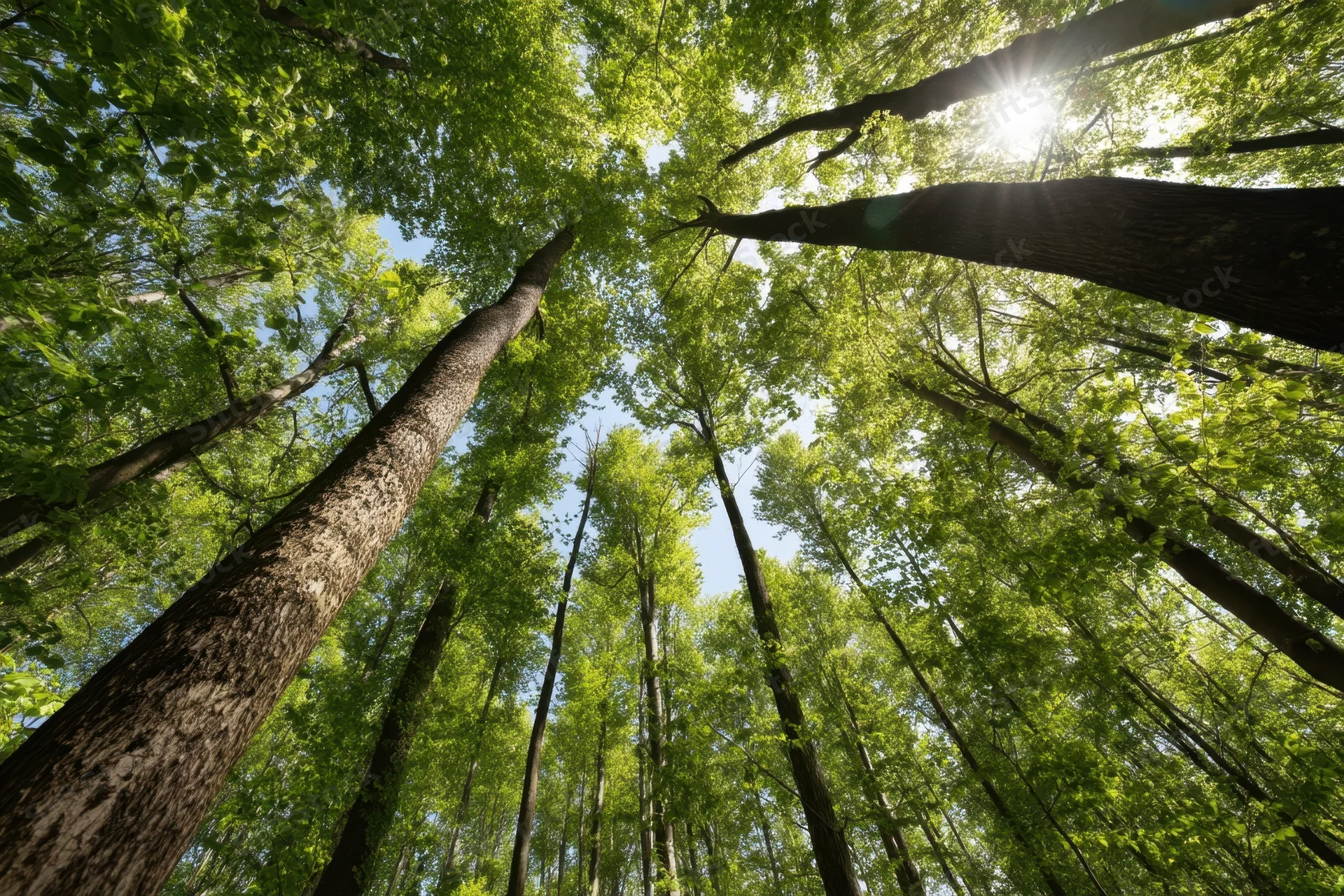 Upward view through tall trees in a dense forest with sunlight filtering through the canopy