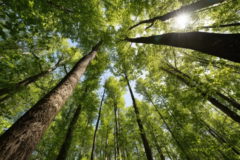 Upward view through tall trees in a dense forest with sunlight filtering through the canopy