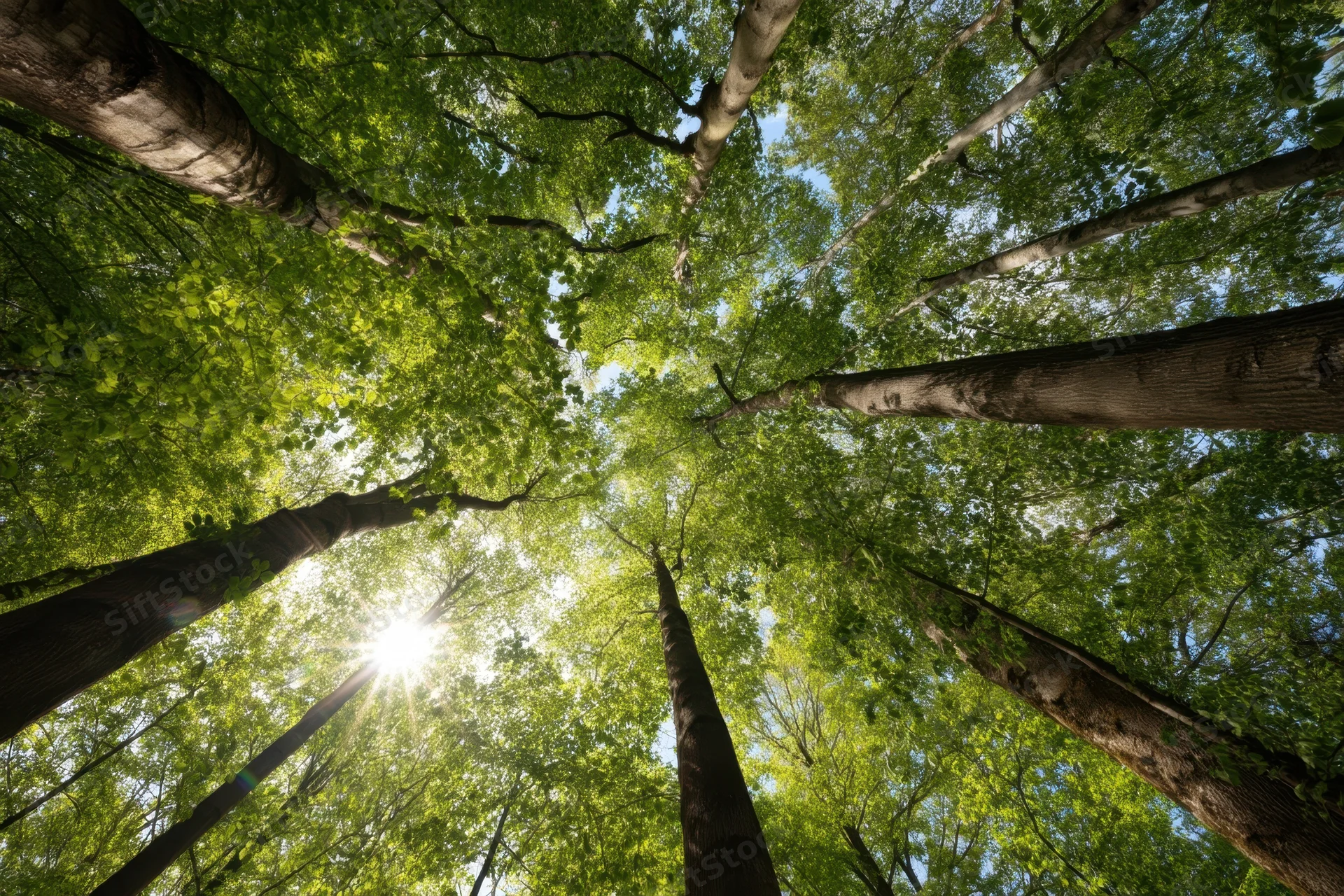 Upward view through dense green tree canopy with sunlight streaming through leaves