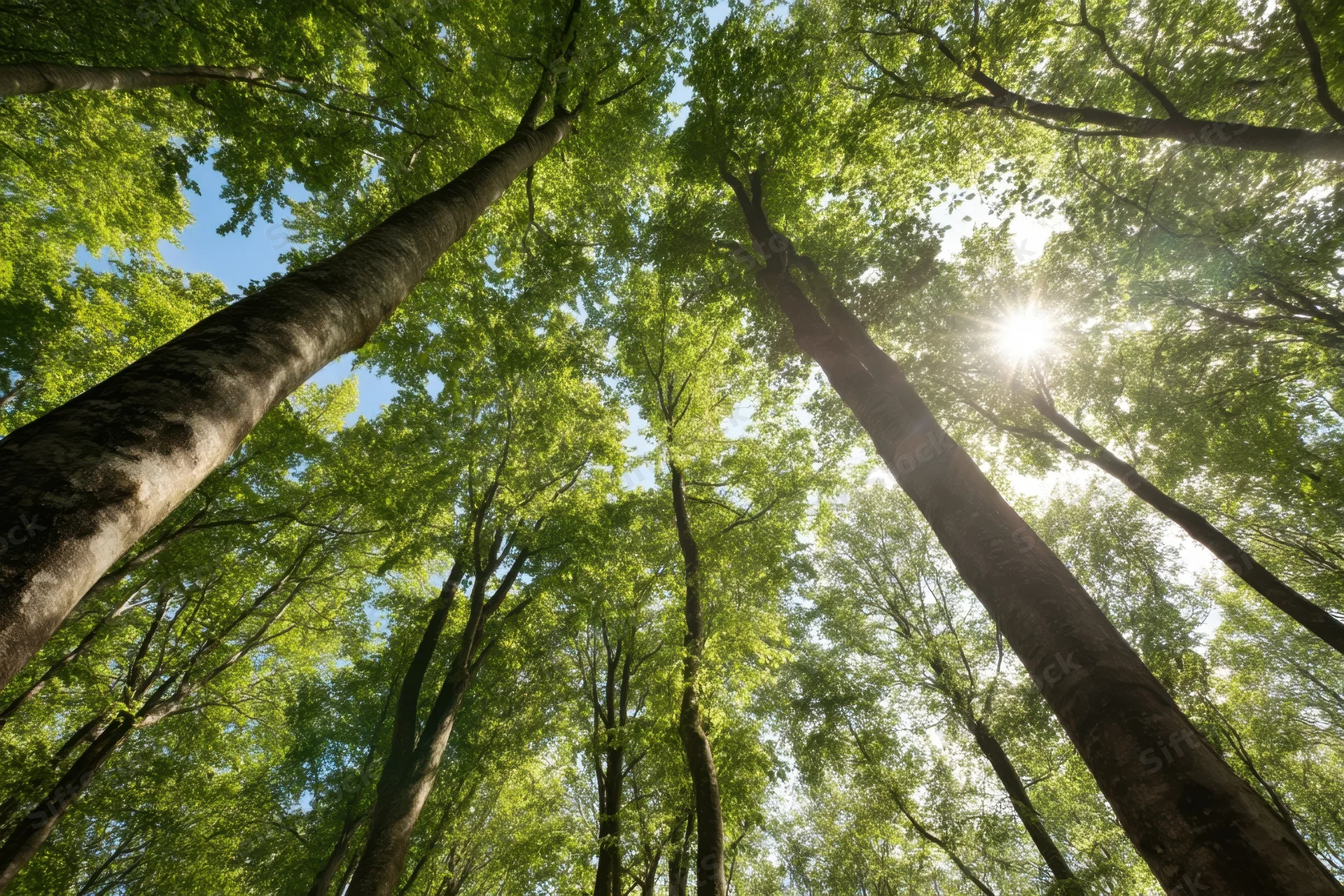 Upward view of tall trees with sun shining through dense green canopy in forest