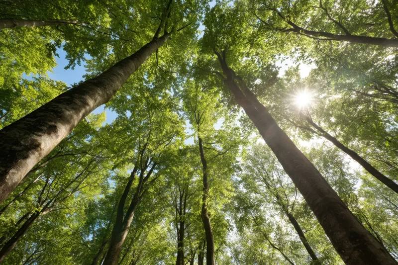Upward view of tall trees with sun shining through dense green canopy in forest