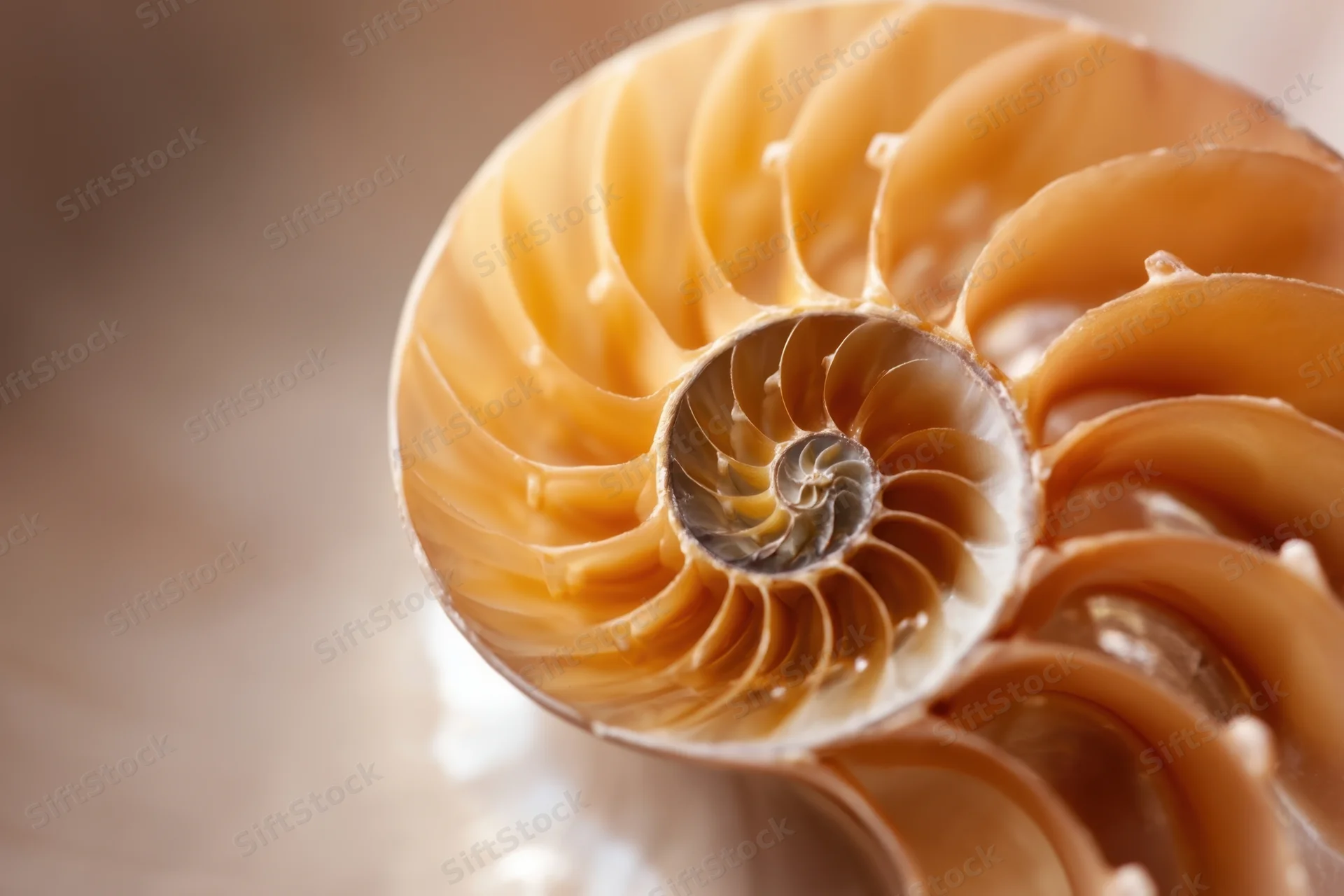 Close-up of a nautilus shell interior showing its spiral chambers and natural symmetry