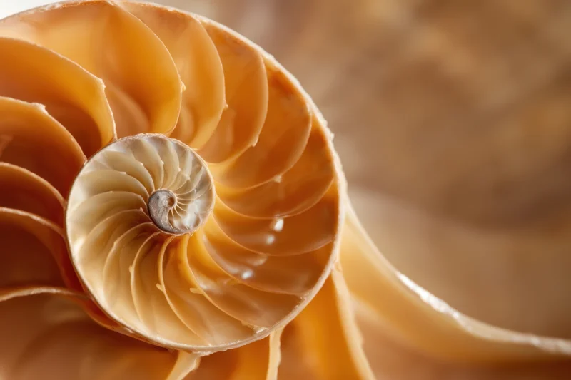 Close-up of a nautilus shell revealing its spiral interior structure