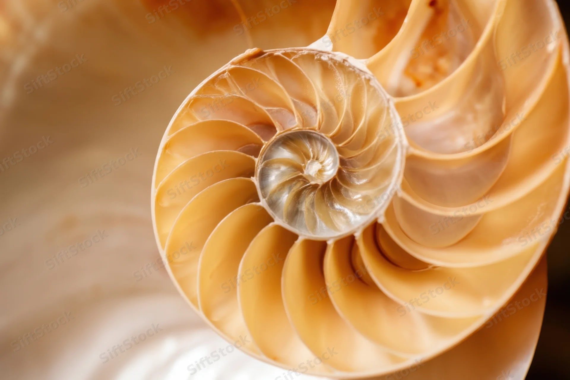 Close-up of a nautilus shell interior showing its spiral chambers and natural symmetry
