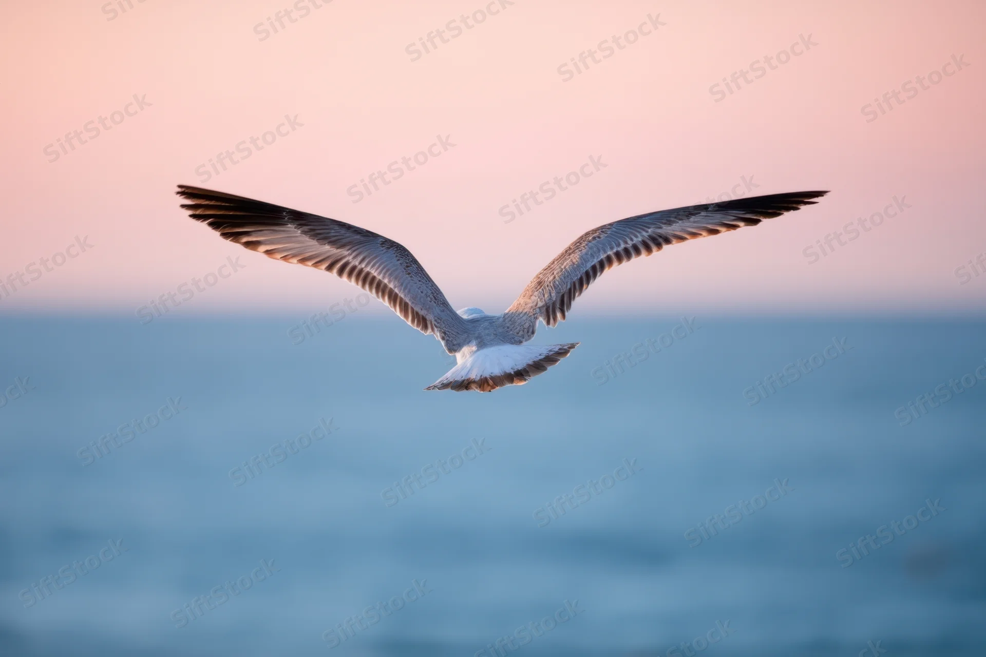 Seabird gliding with wings outstretched over ocean at sunset