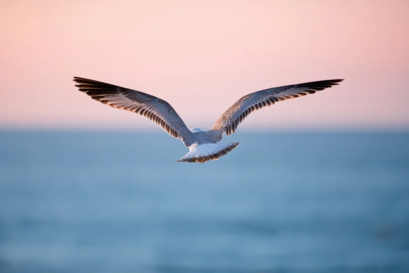 Seabird gliding with wings outstretched over ocean at sunset
