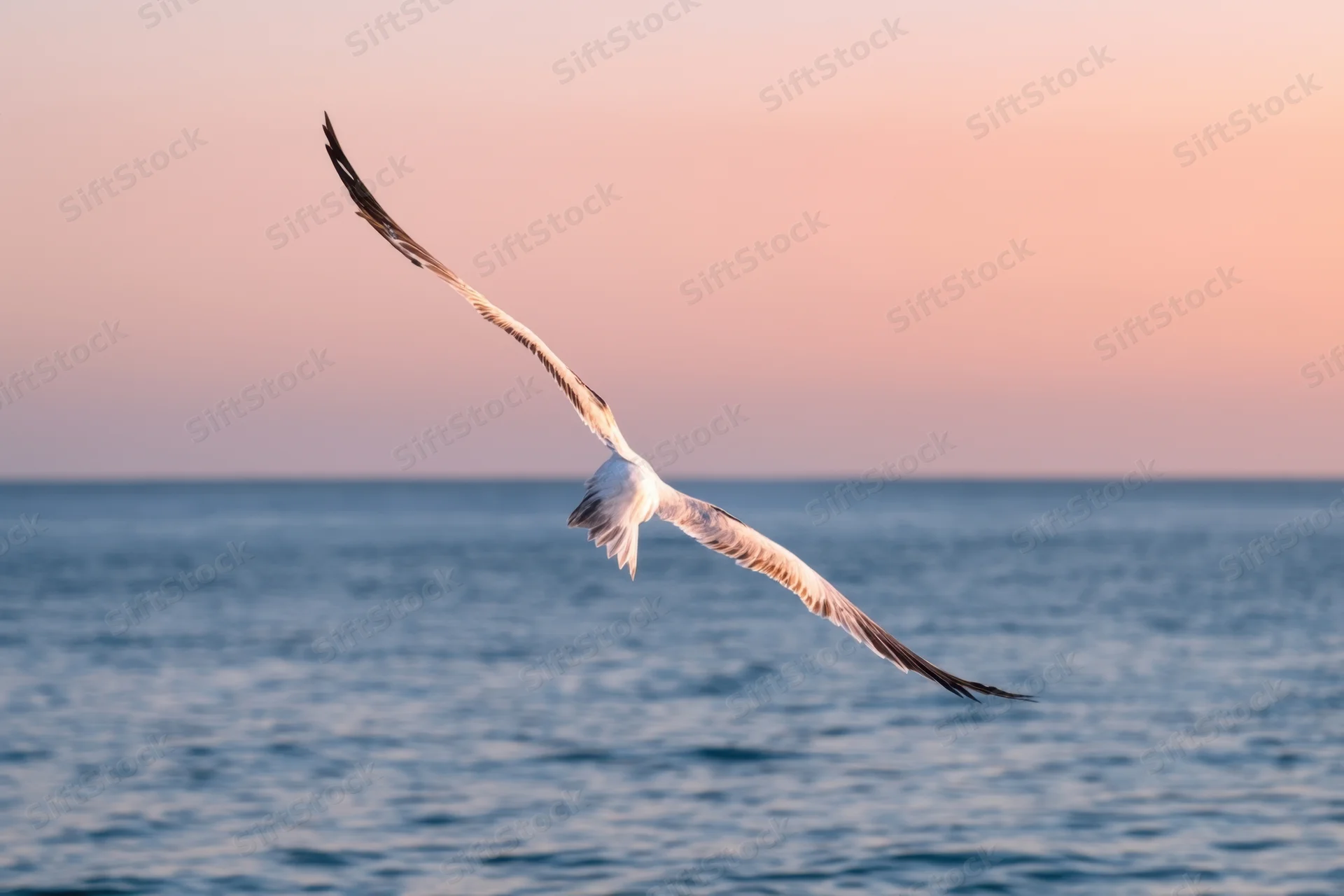 Seabird gliding with wings outstretched over ocean at sunset