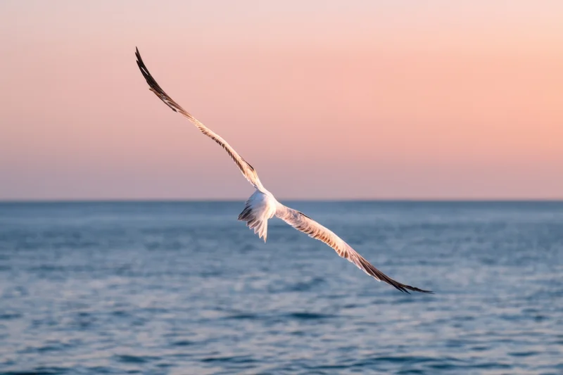 Seabird gliding with wings outstretched over ocean at sunset