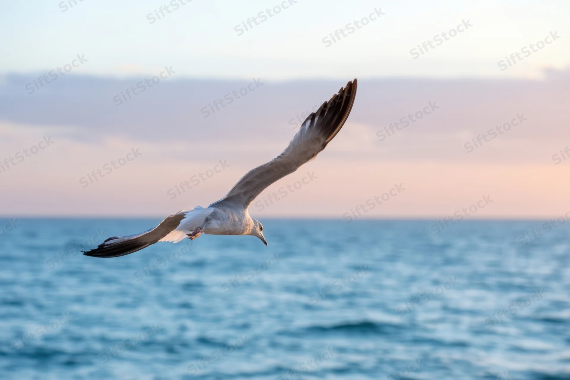 Seabird gliding with wings outstretched over ocean at twilight