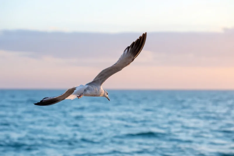 Seabird gliding with wings outstretched over ocean at twilight