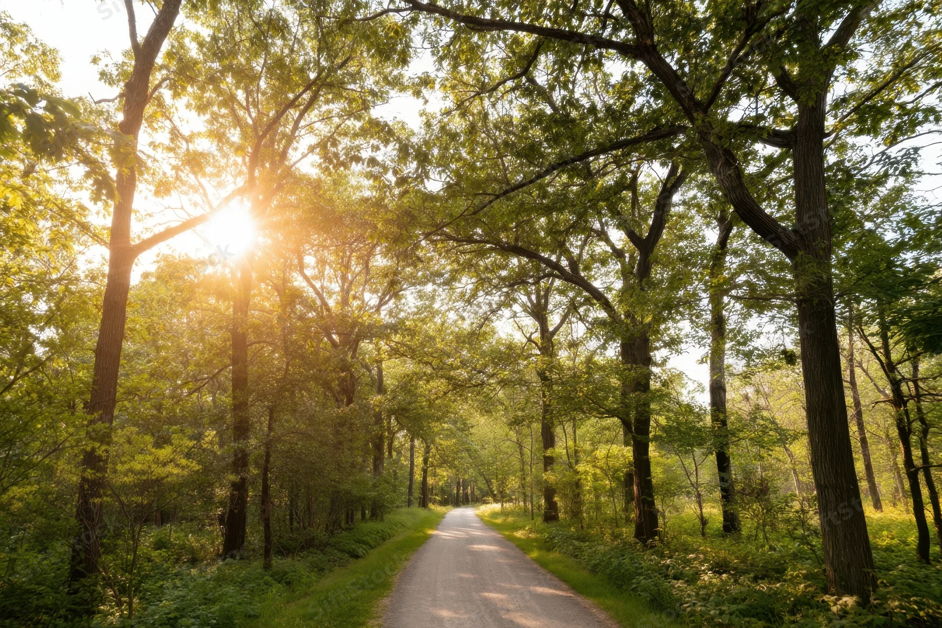 Sunlit forest path lined with tall trees arching overhead, dappled green light filtering through canopy