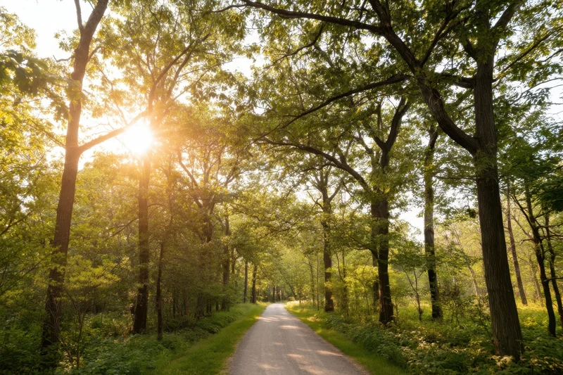 Sunlit forest path lined with tall trees arching overhead, dappled green light filtering through canopy
