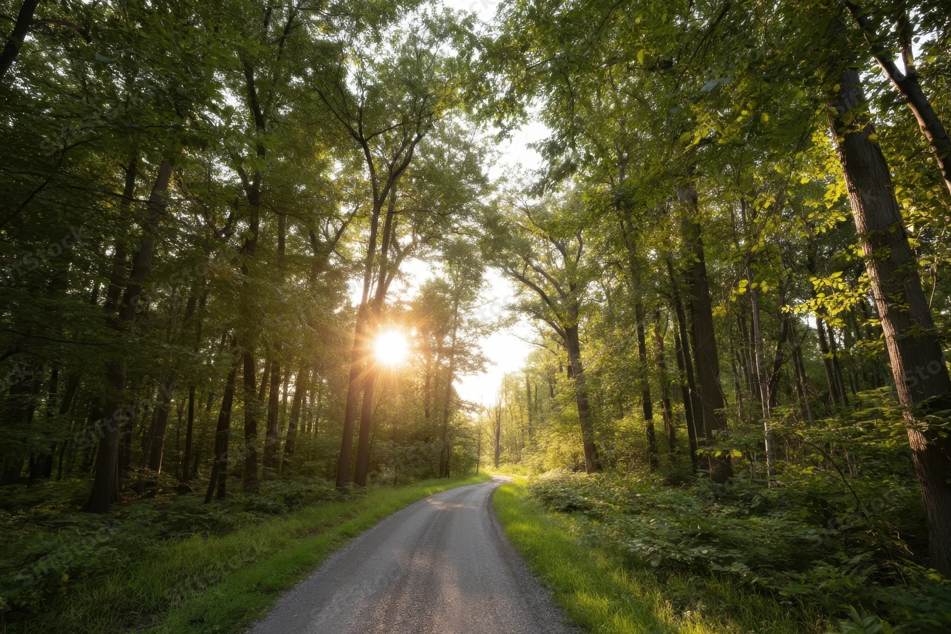 Winding gravel path through dense forest with sunlight filtering through tall trees at daytime