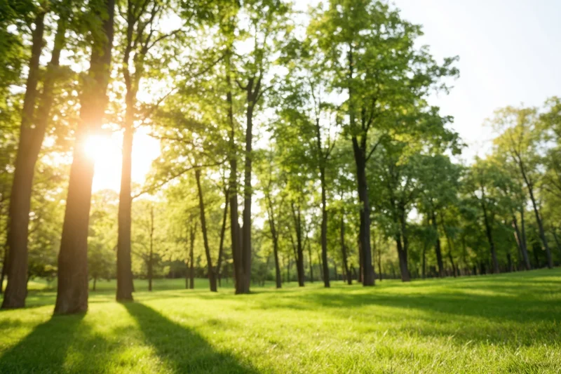 Sunlit green park with tall trees and lush grass in soft focus