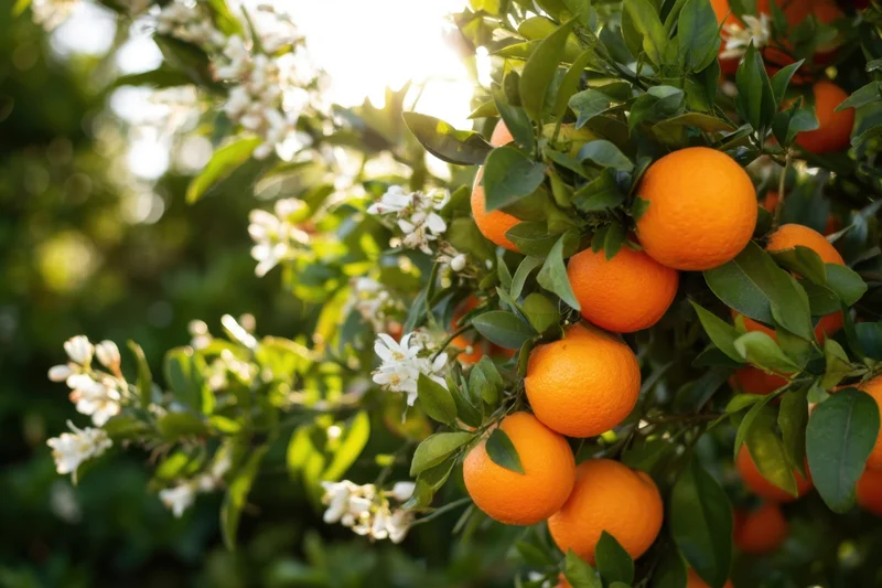 Sunlit orange tree with ripe oranges and white blossoms in bloom