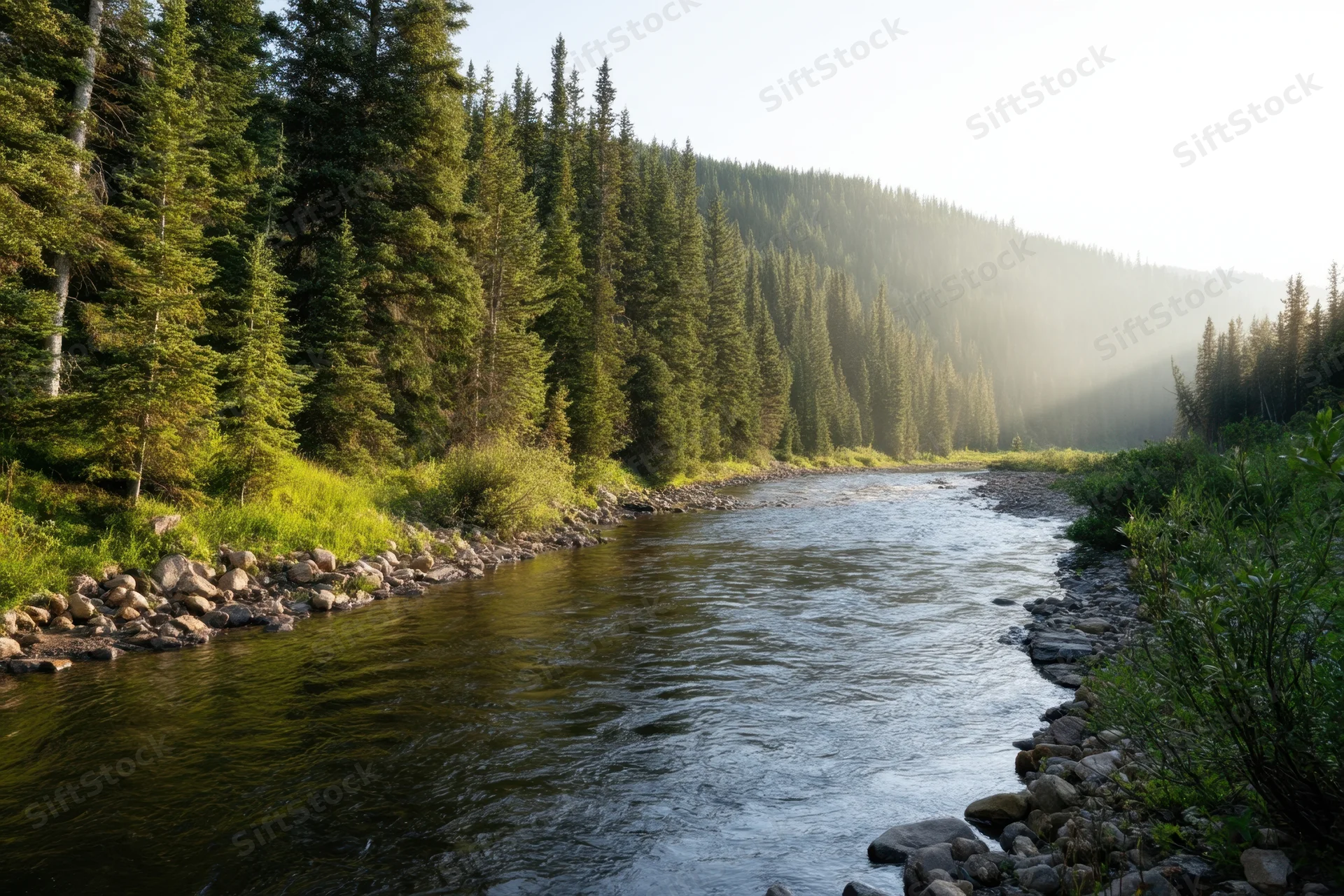 River flowing through a sunlit forest valley surrounded by pine trees and rocky banks