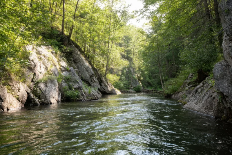 River flowing through a forested canyon with rocky banks and dense green trees