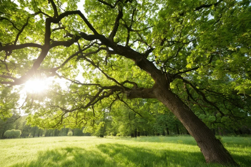 Ancient twisted oak tree with sprawling branches in a sunlit meadow