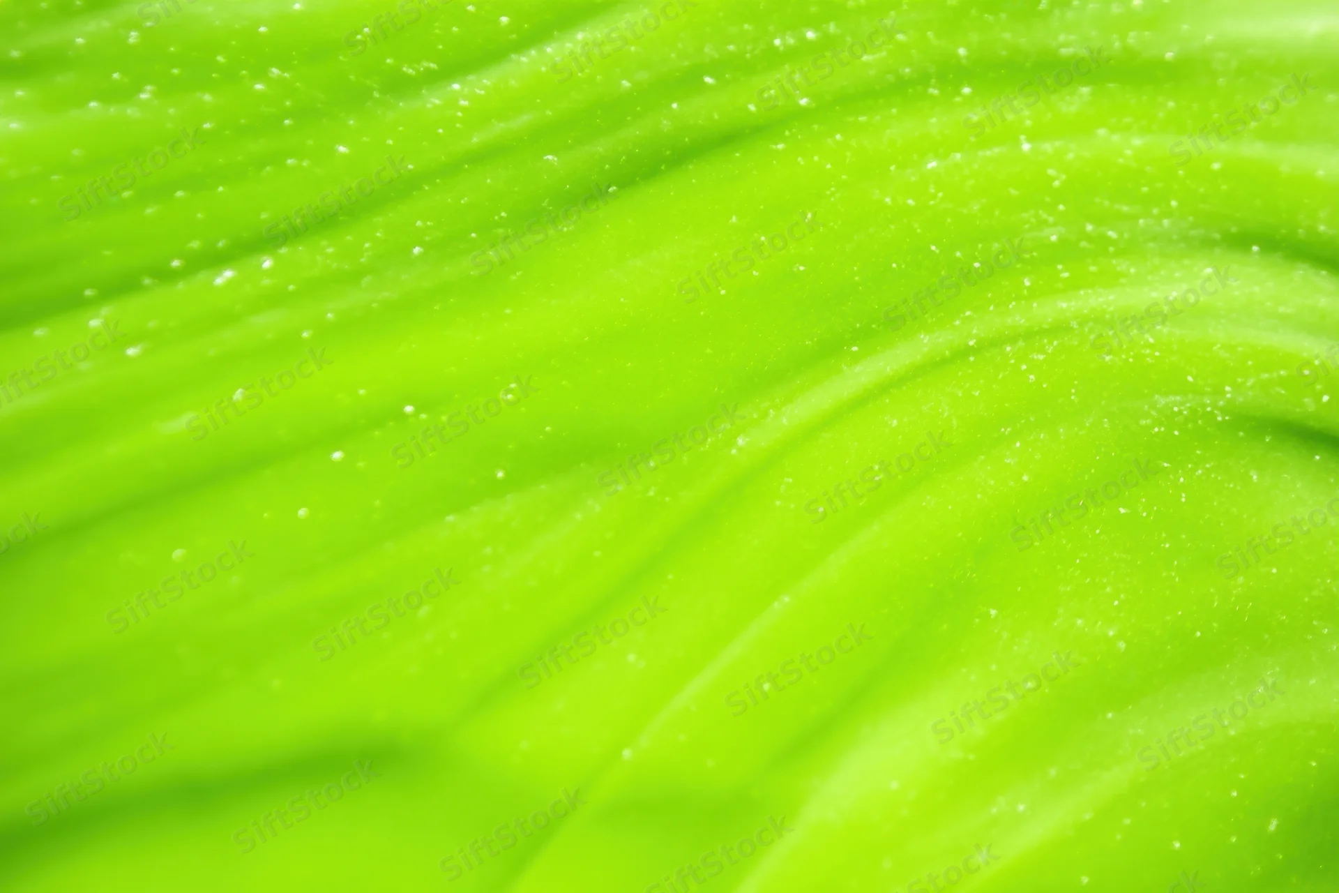 Closeup of a vibrant lime-green leaf surface with soft gradient and water droplets
