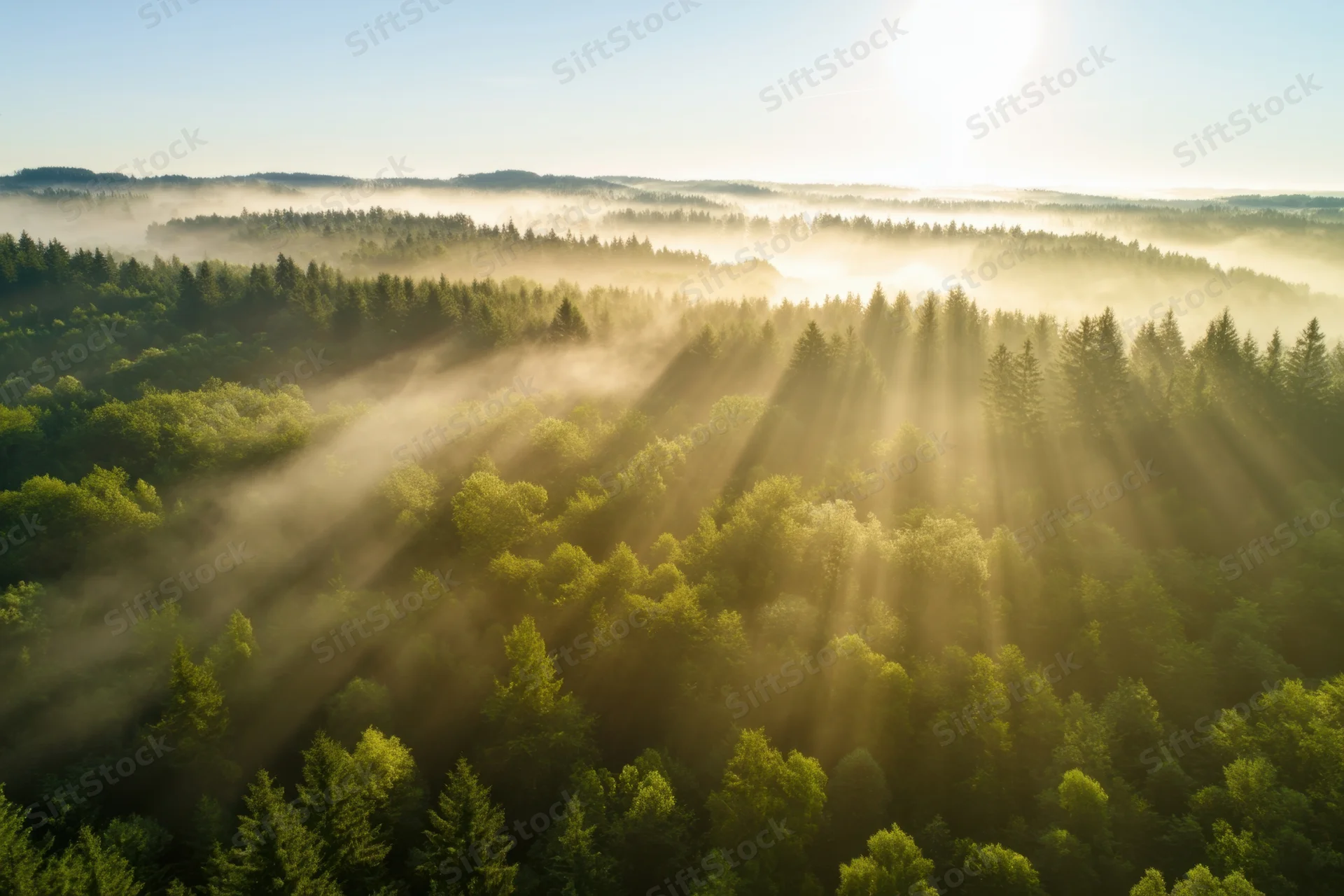 Aerial view of misty forest at dawn with sunbeams cutting through the trees