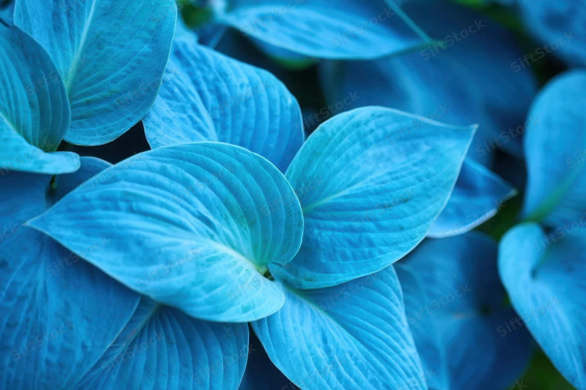 Closeup of overlapping turquoise-blue hosta leaves with bold striped veins in a garden setting