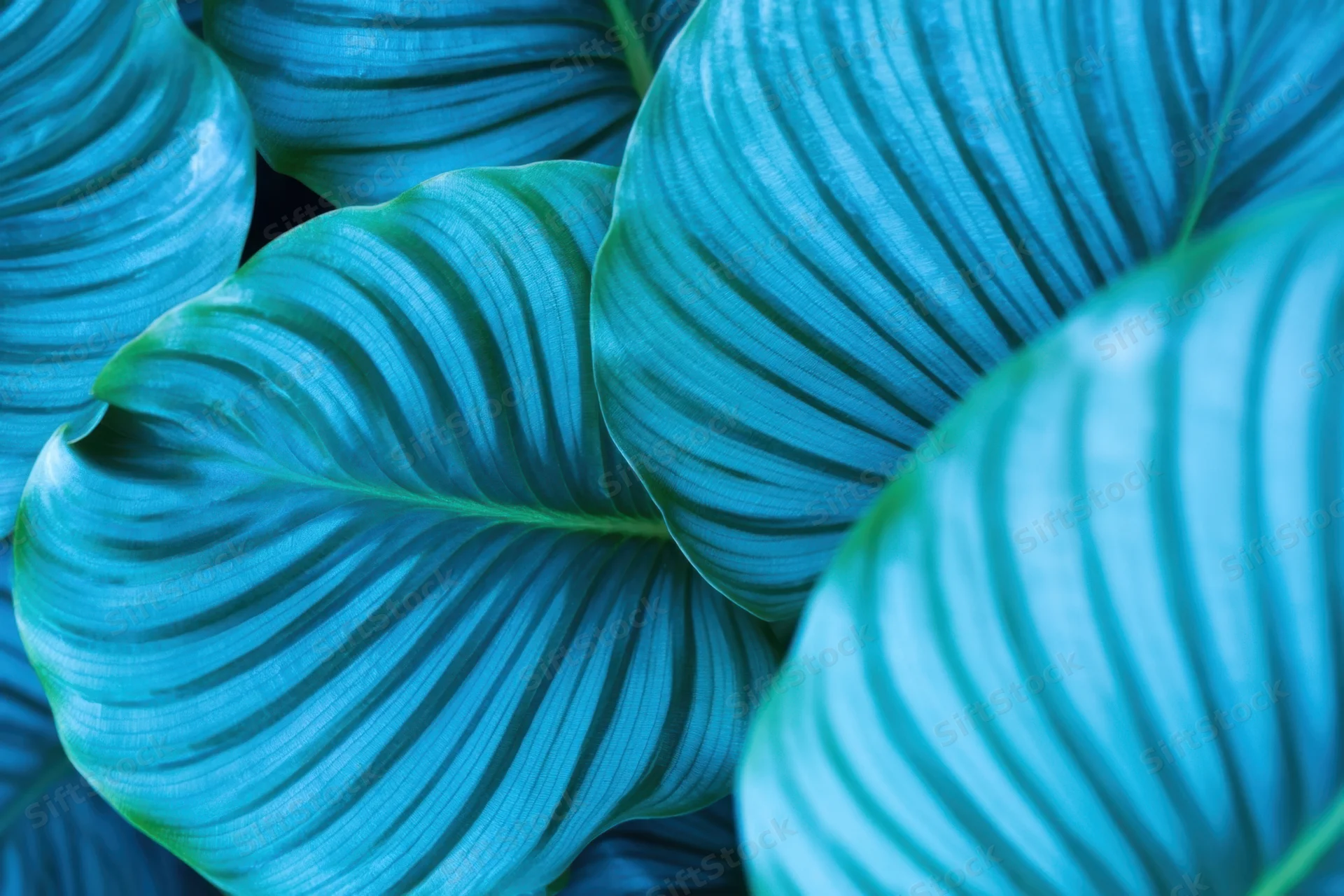 Overlapping turquoise-blue leaves with bold striped veins in closeup view