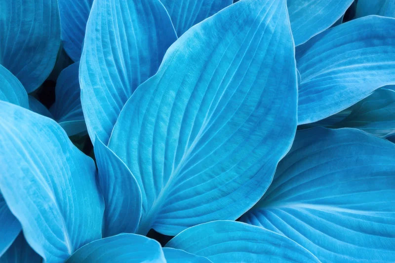Closeup of overlapping turquoise-blue hosta leaves with bold striped veins