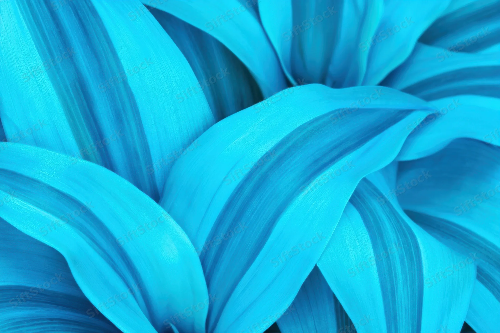 Closeup of overlapping turquoise-blue leaves with bold striped veins