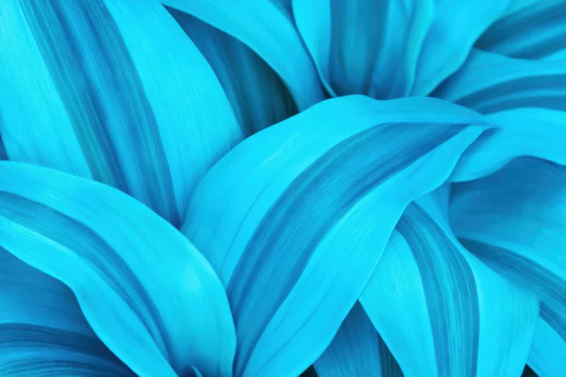 Closeup of overlapping turquoise-blue leaves with bold striped veins
