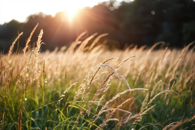 Sunlit wild grasses swaying in a golden hour field with trees in the distance