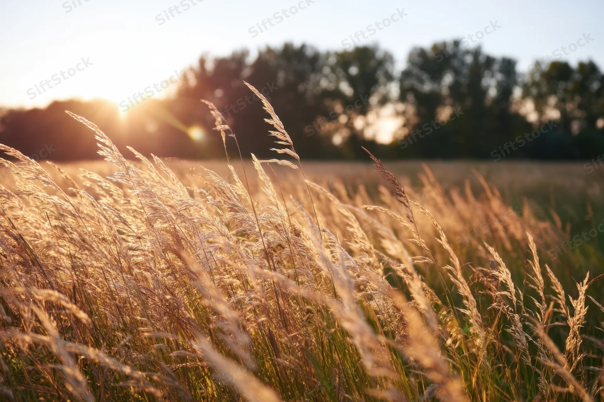 Sunlit wild grasses swaying in a golden hour field with trees in the background
