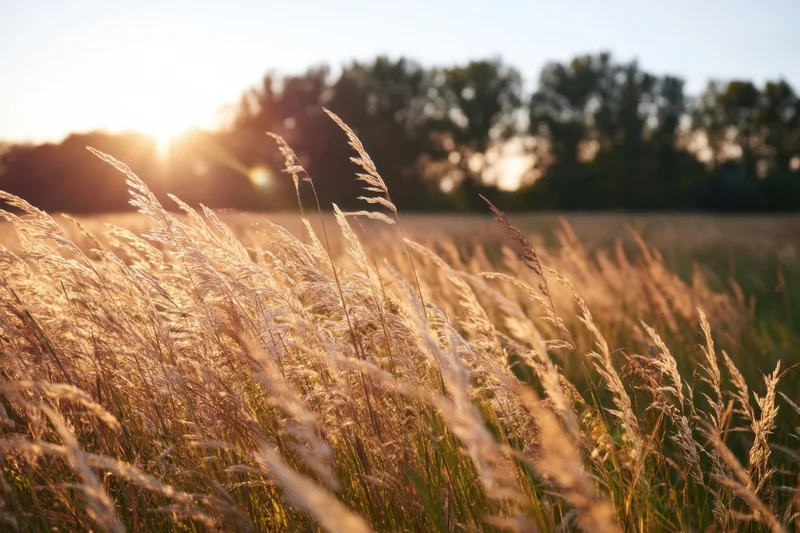 Sunlit wild grasses swaying in a golden hour field with trees in the background