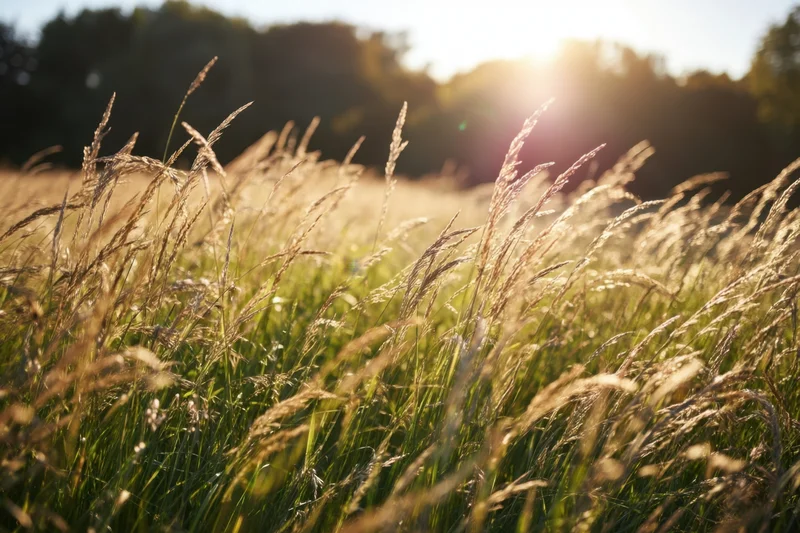 Sunlit wild grasses swaying in a golden hour field with trees in the distance