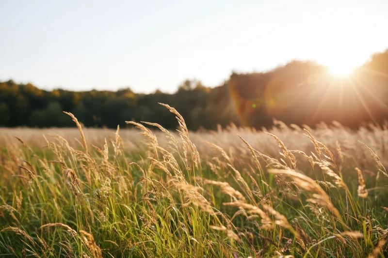 Sunlit wild grasses swaying in a golden hour field with trees in the distance