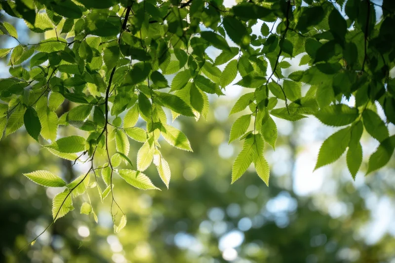 Sunlit green leaves arching overhead with soft bokeh background