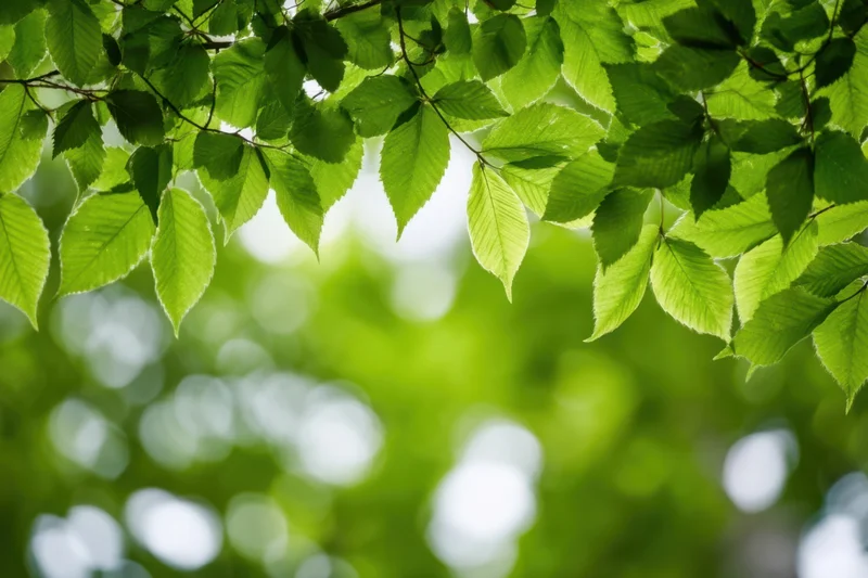 Sunlit green leaves arching overhead with soft bokeh background
