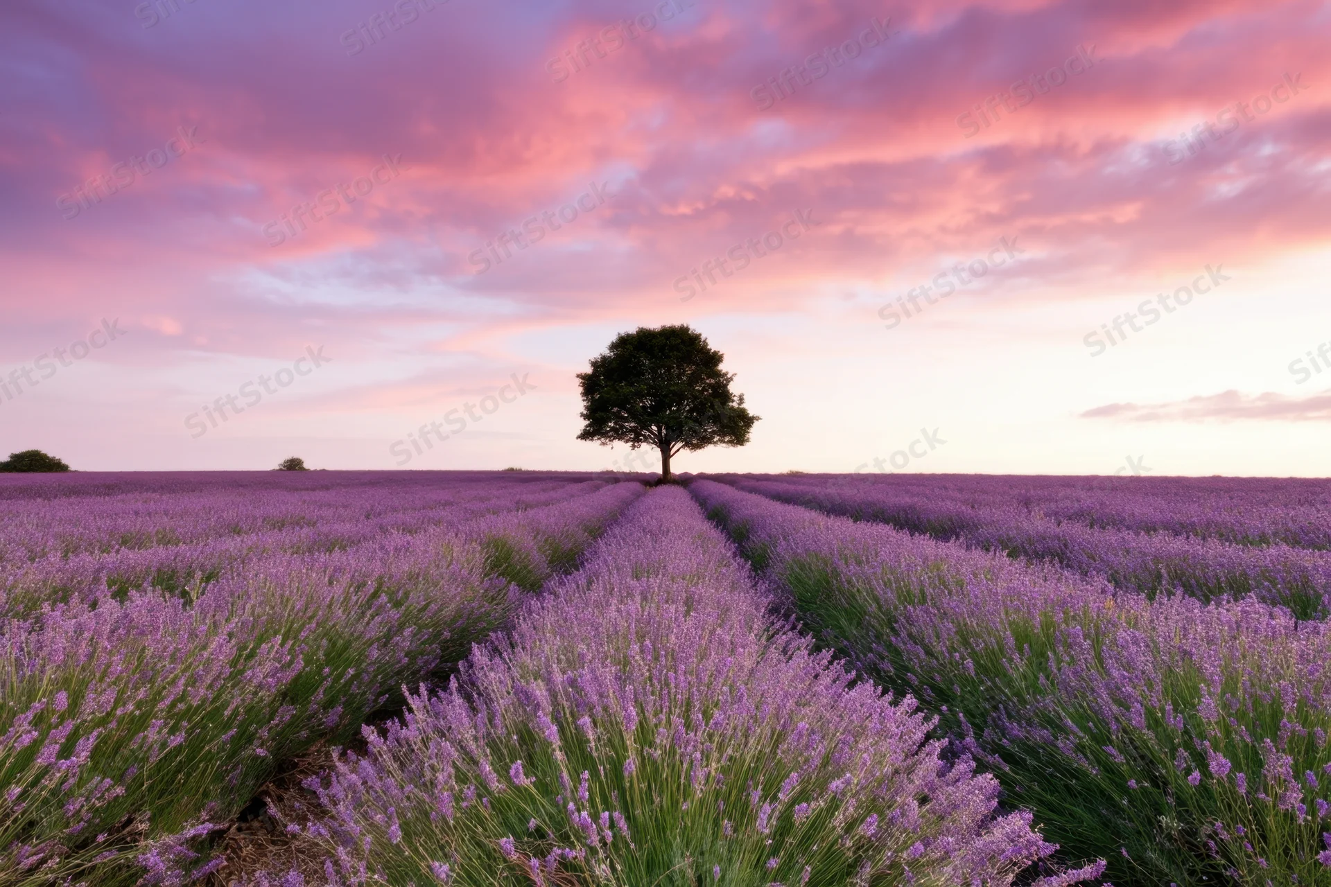 Lone tree centered in rows of lavender field at sunset