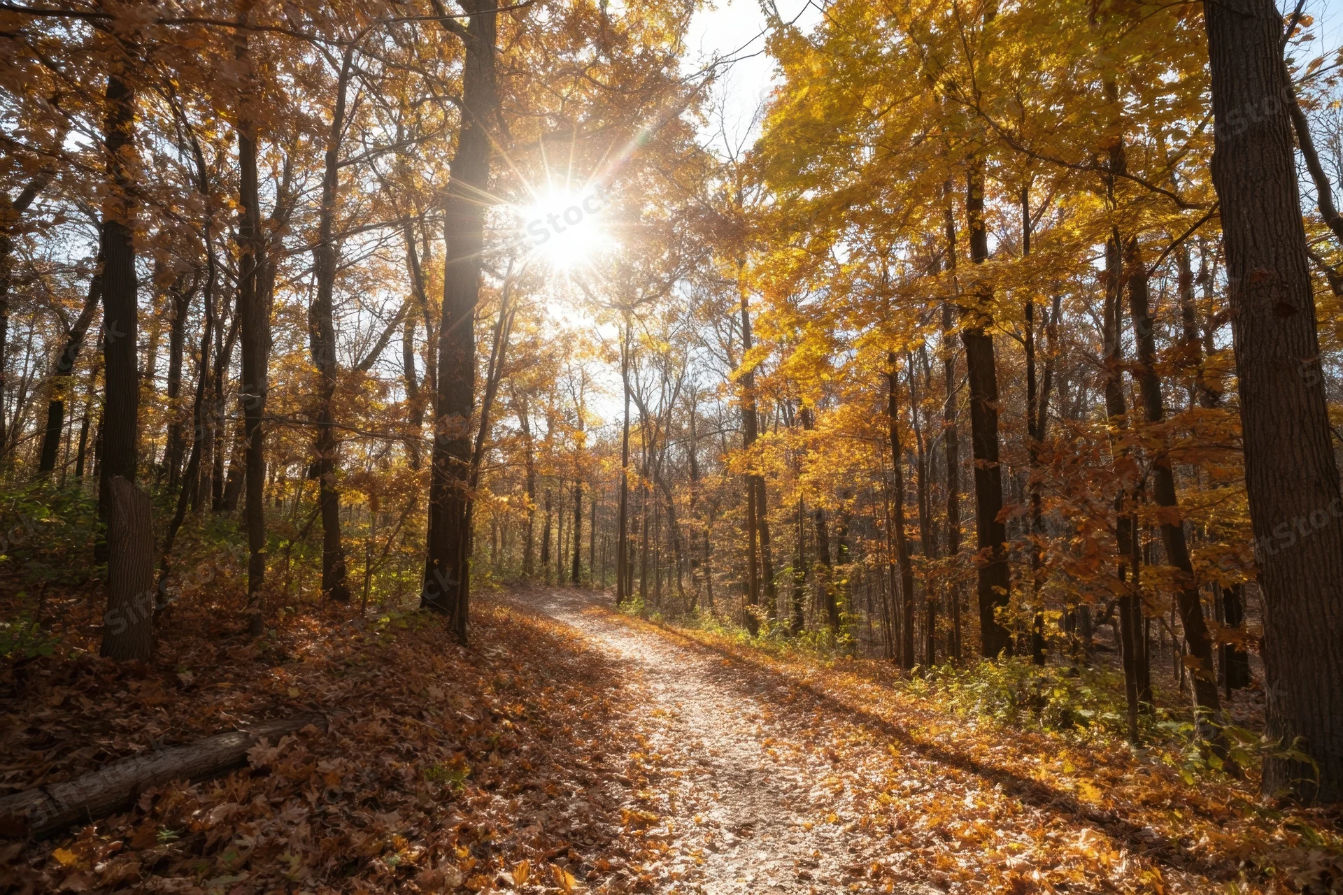 Sunlit winding path through autumn forest with golden leaves and dappled light