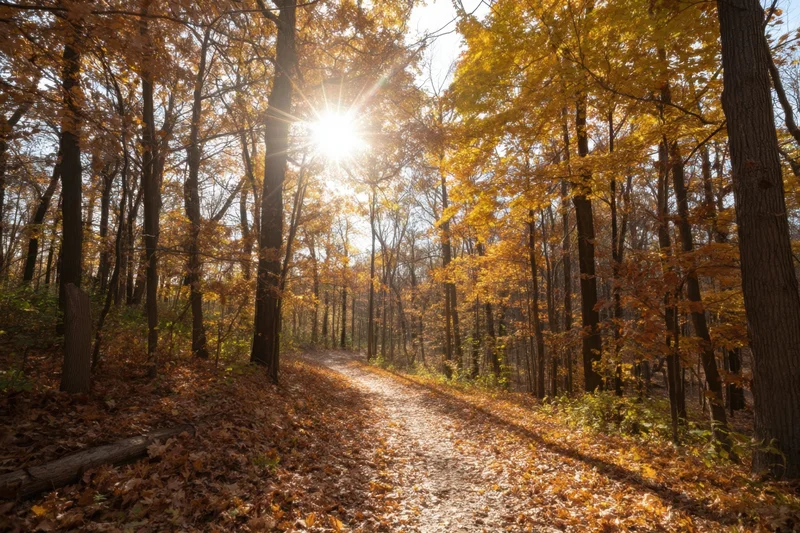 Sunlit winding path through autumn forest with golden leaves and dappled light