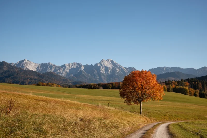 Lone orange tree beside a winding path in a sunlit alpine meadow with distant mountains under a clear blue sky
