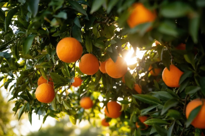 Ripe oranges hanging from a leafy tree in a sunlit grove